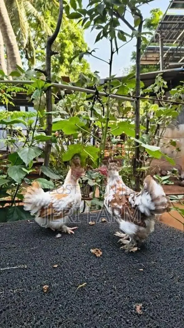 Cochin Tri Color Bantam