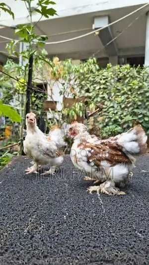 Cochin Tri Color Bantam