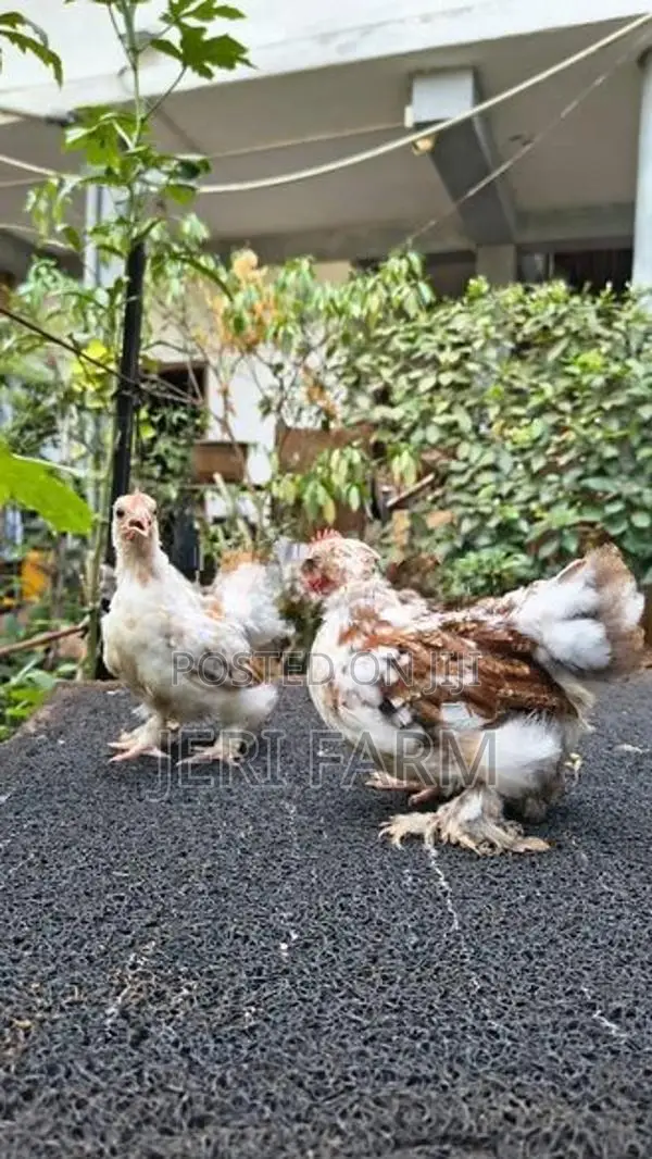 Cochin Tri Color Bantam
