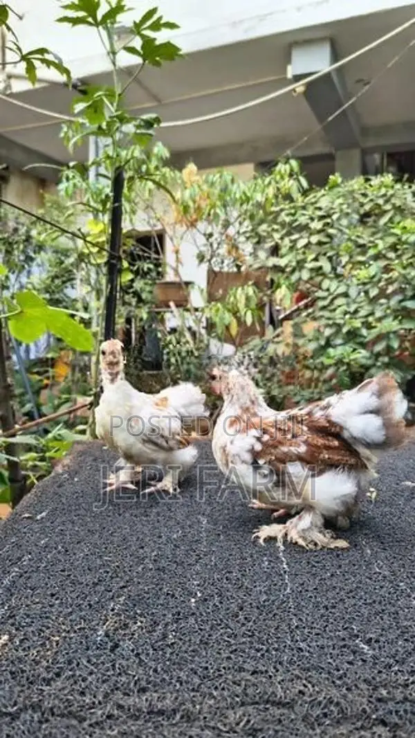 Cochin Tri Color Bantam