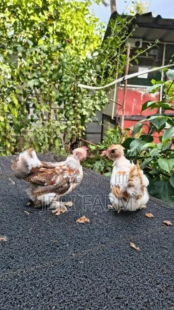 Cochin Tri Color Bantam