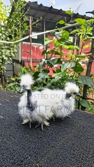 White Showgirl