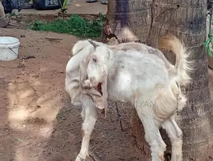 ஆடு