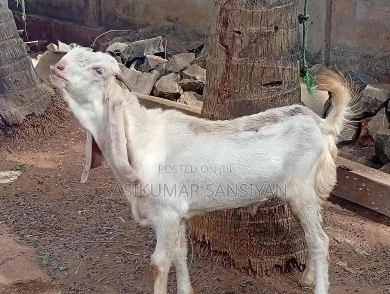 ஆடு