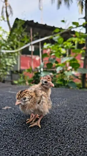 Guinea Chicks