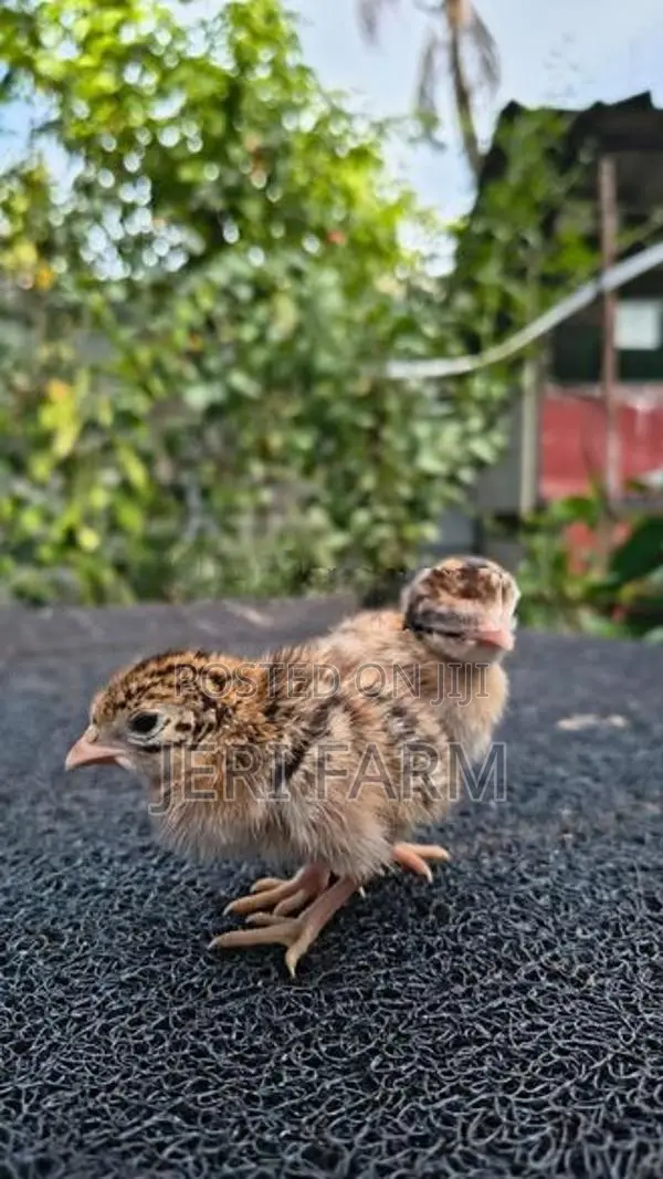 Guinea Chicks