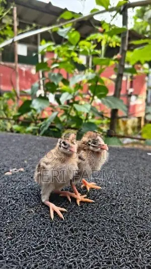 Guinea Chicks