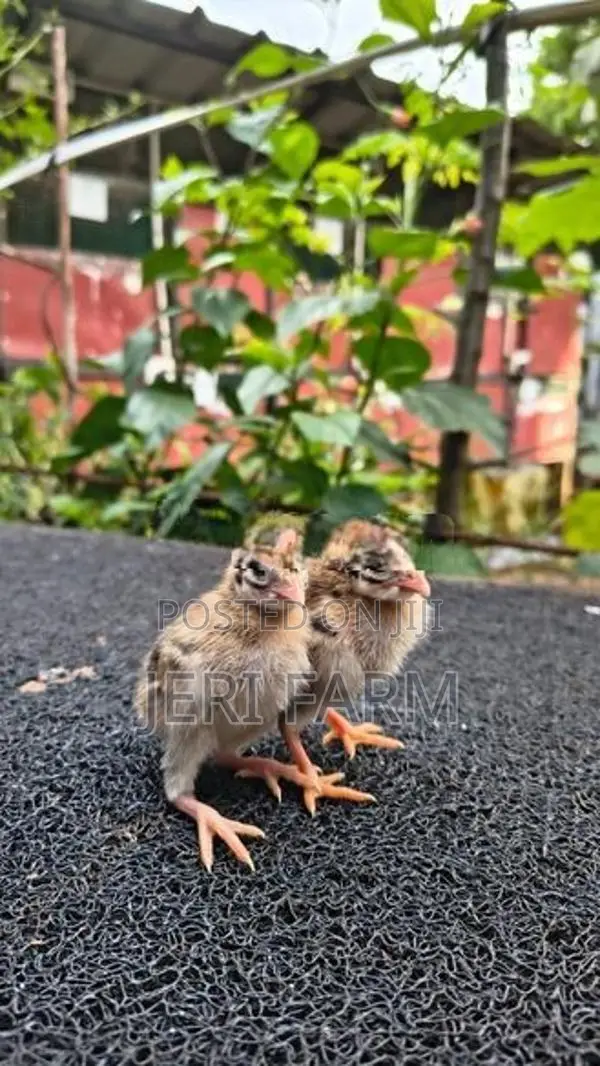 Guinea Chicks