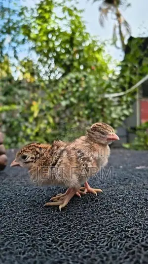 Guinea Chicks