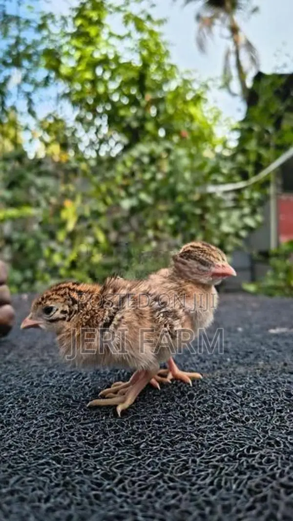Guinea Chicks