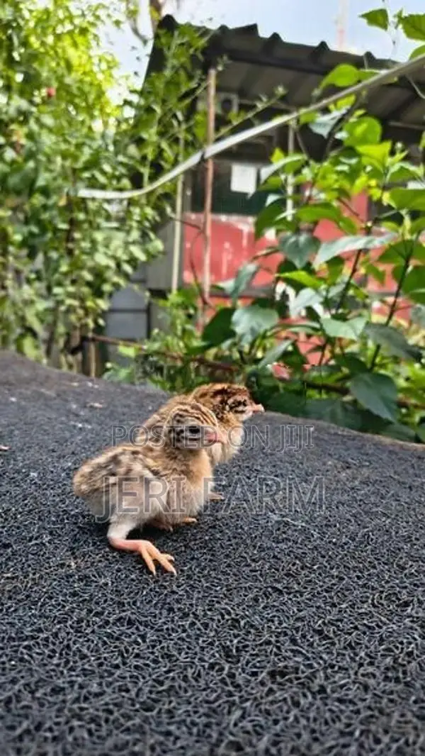 Guinea Chicks