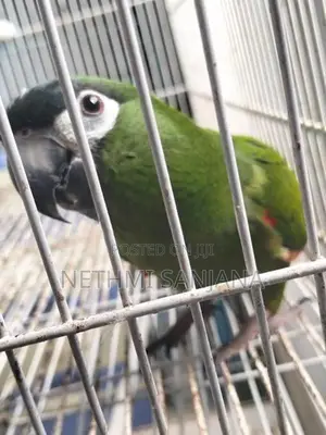 Hahn's Macaw