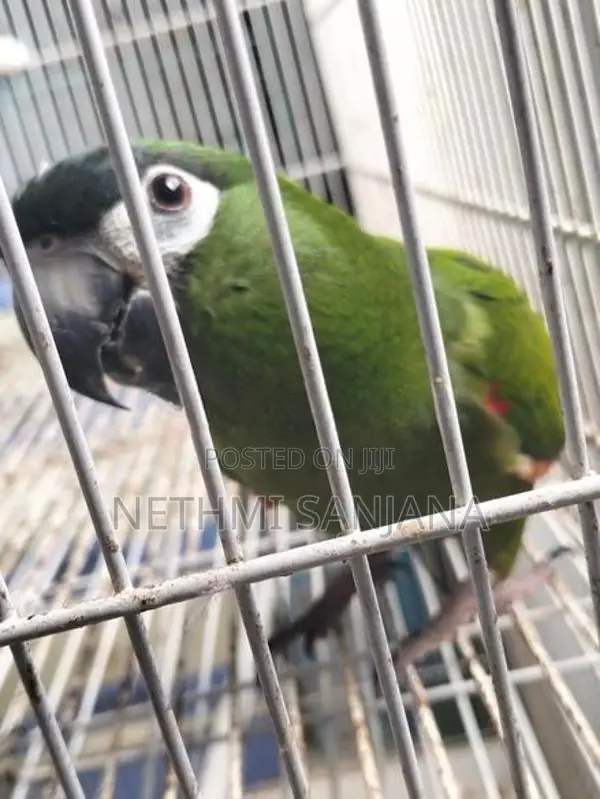 Hahn's Macaw