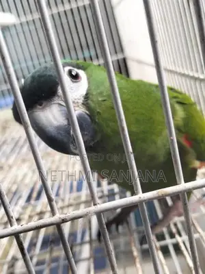 Hahn's Macaw