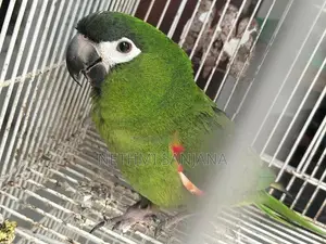 Hahn's Macaw