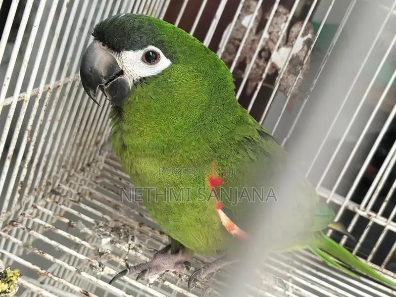 Hahn's Macaw