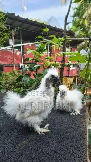 White Silkie chicken
