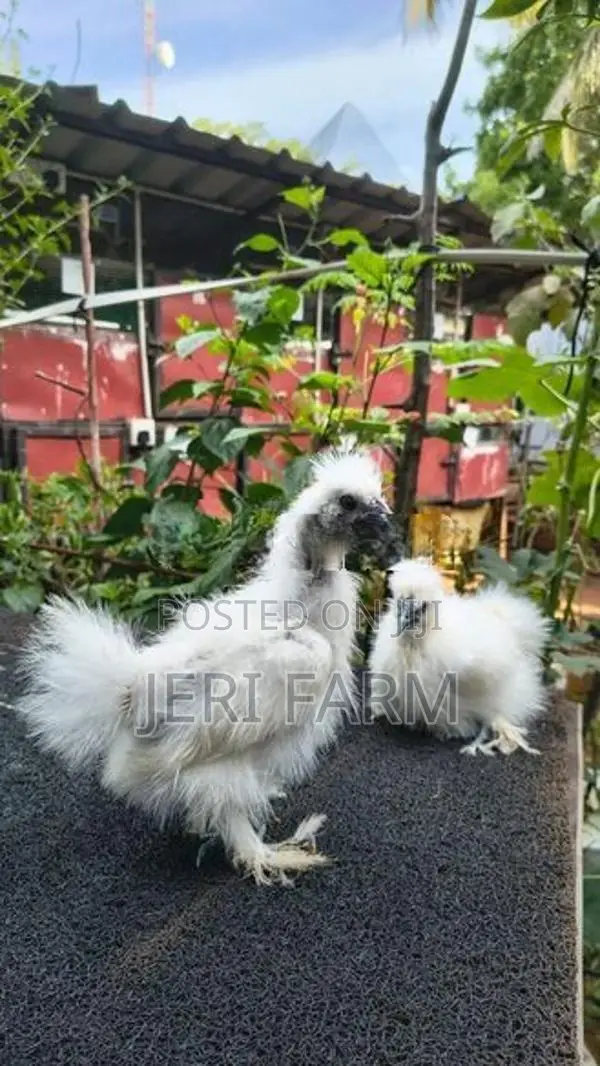 White Silkie chicken