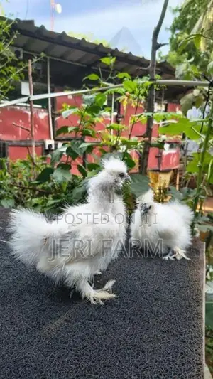 White Silkie chicken