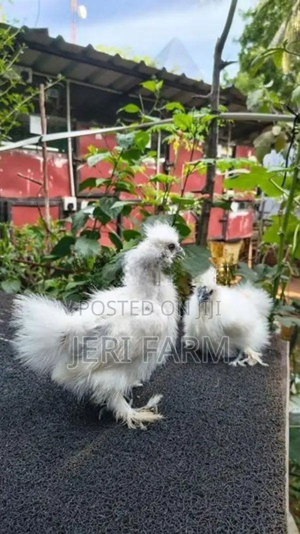 White Silkie chicken