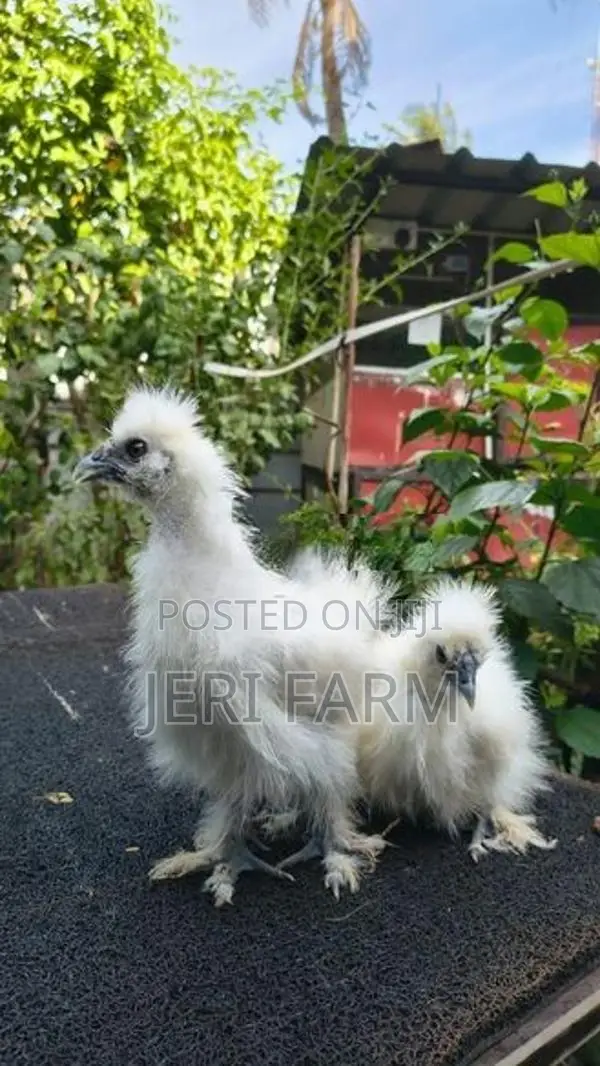White Silkie chicken