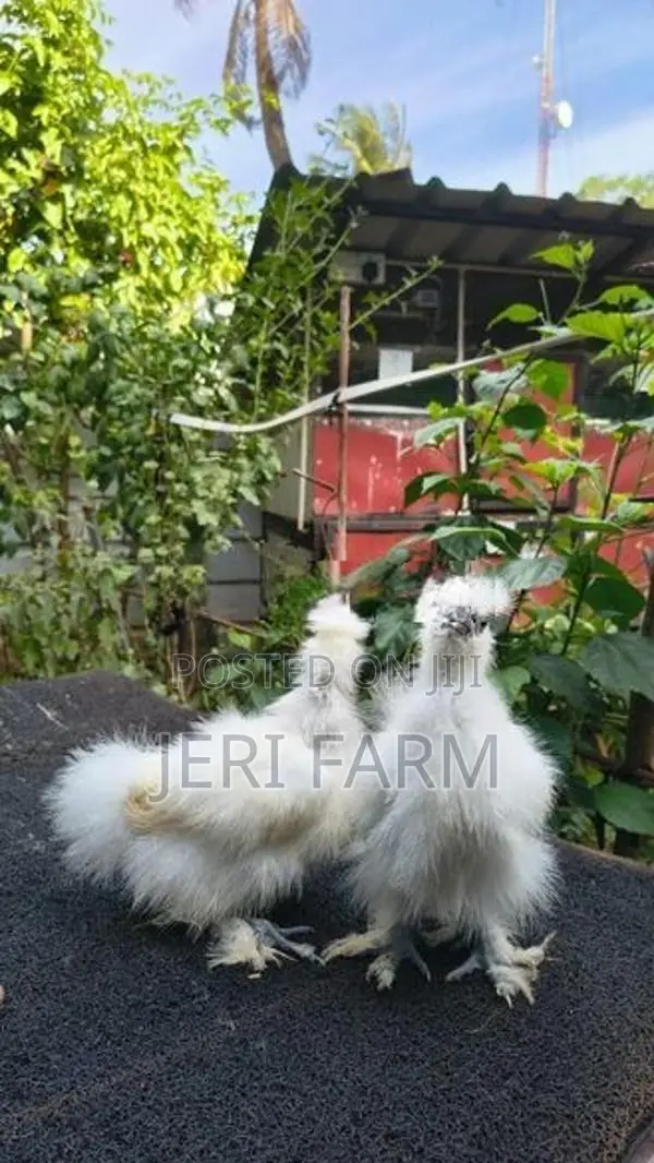 White Silkie chicken