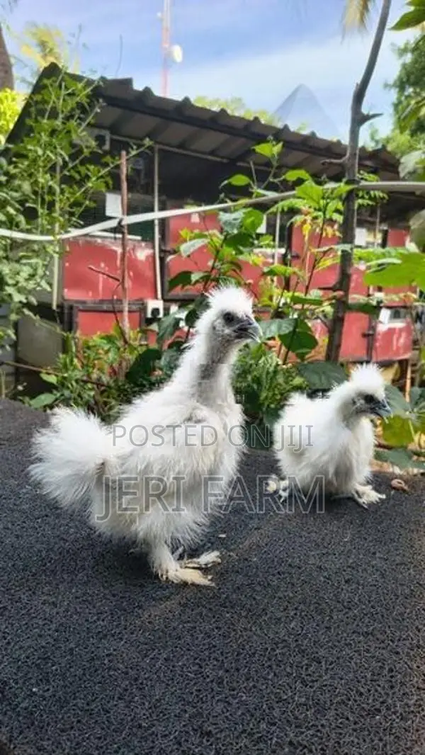 White Silkie chicken
