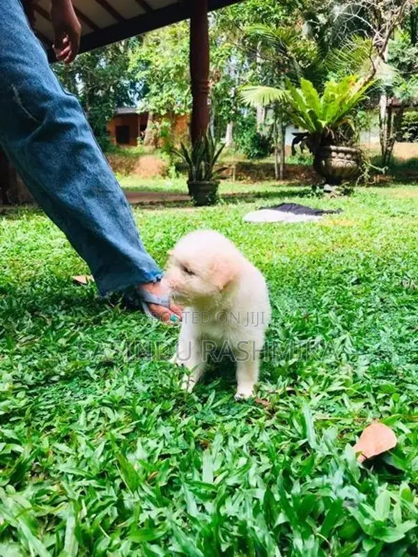 Shih Tzu Puppies