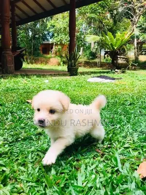 Shih Tzu Puppies