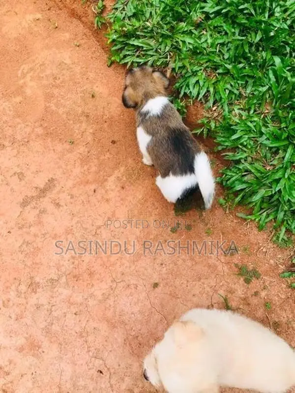 Shih Tzu Puppies