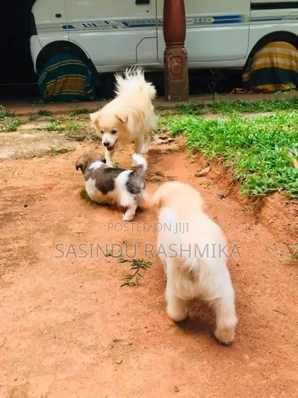 Shih Tzu Puppies