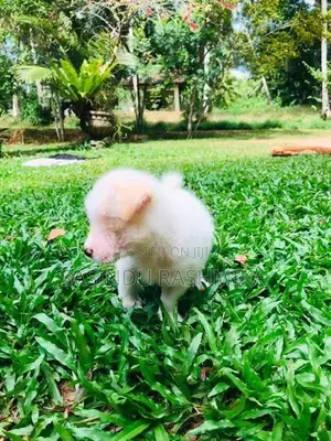 Shih Tzu Puppies