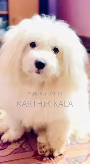 Coton De Tulear