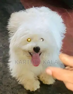 Coton De Tulear