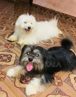 Coton De Tulear