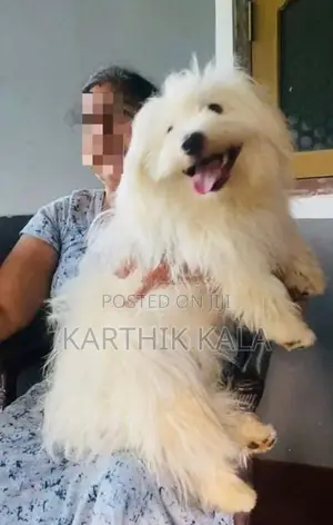 Coton De Tulear