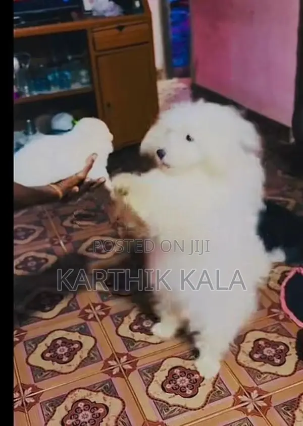Coton De Tulear