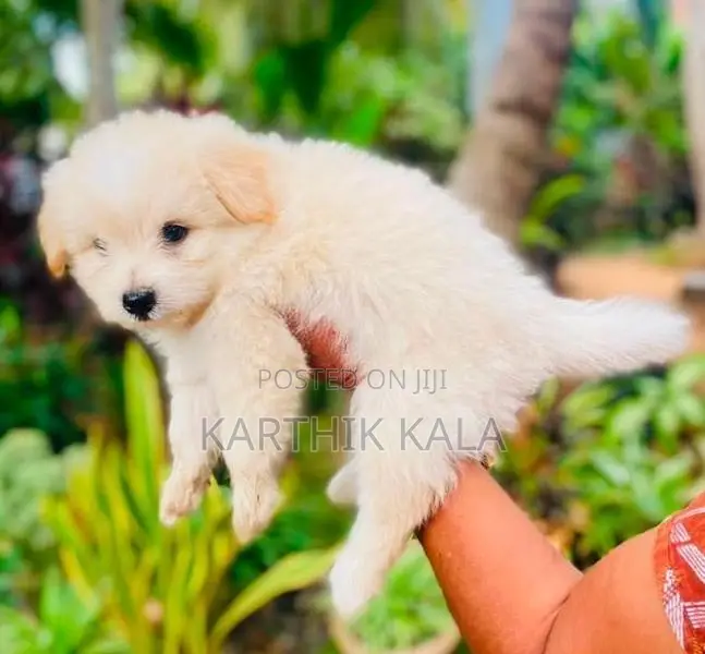 Coton De Tulear