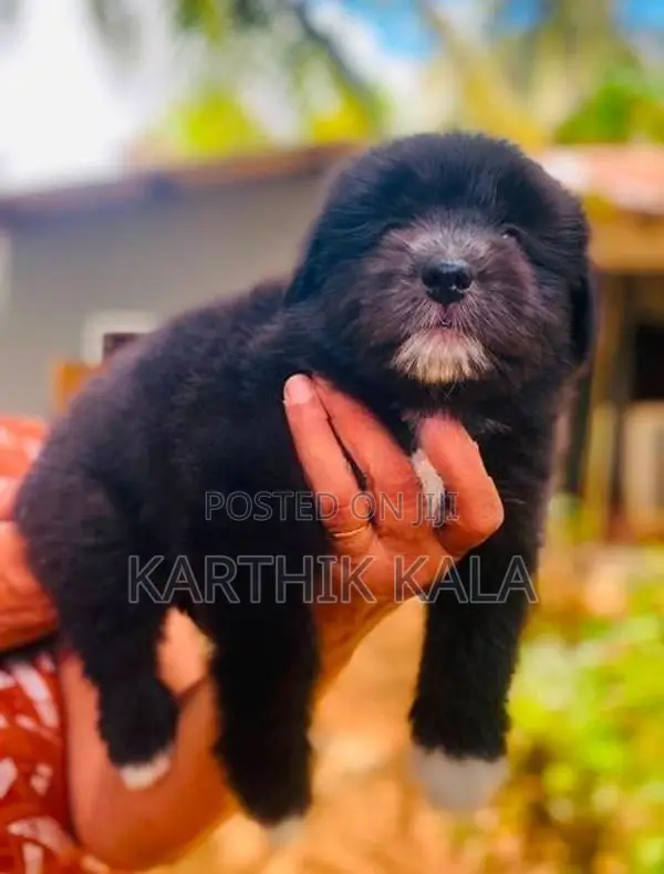 Coton De Tulear