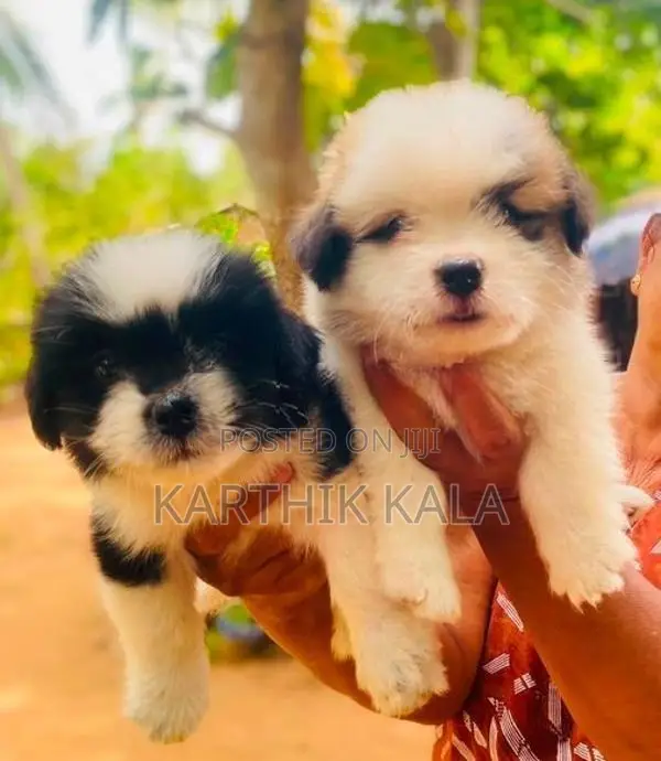 Coton De Tulear