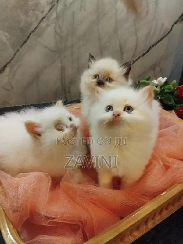 Persian kittens