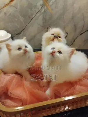 Persian kittens