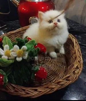 Persian kittens