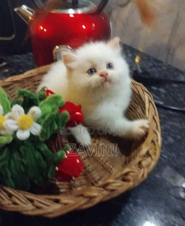 Persian kittens