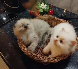 Persian kittens