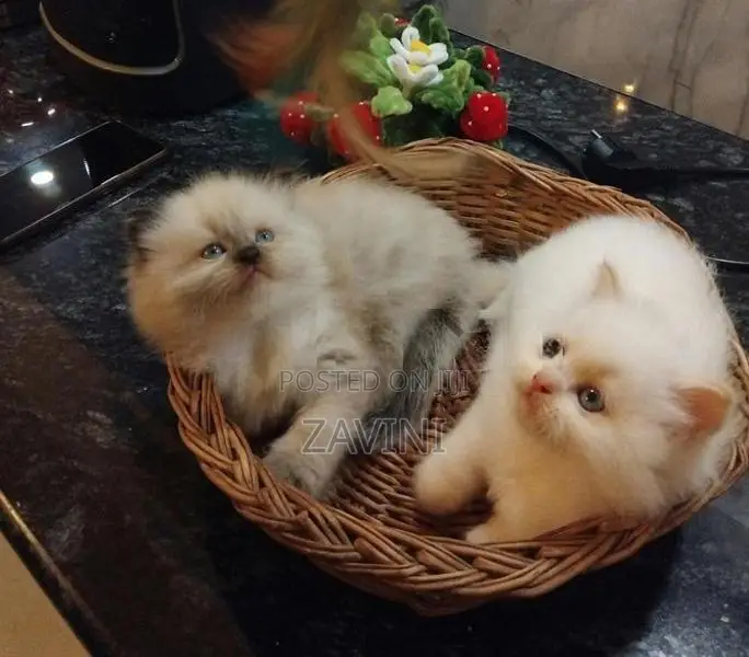 Persian kittens