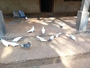 Timing Pigeons