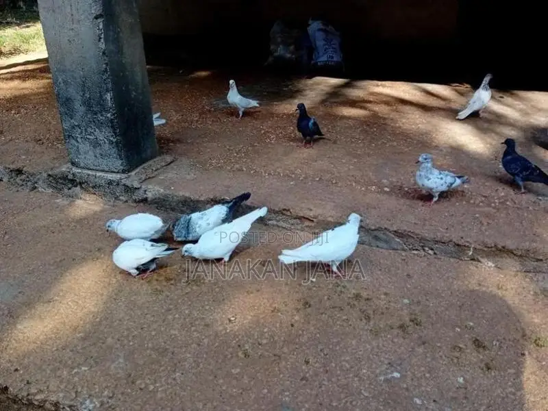 Timing Pigeons