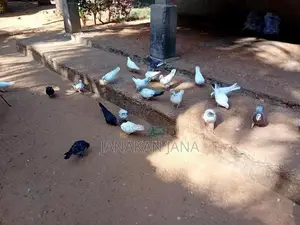 Timing Pigeons
