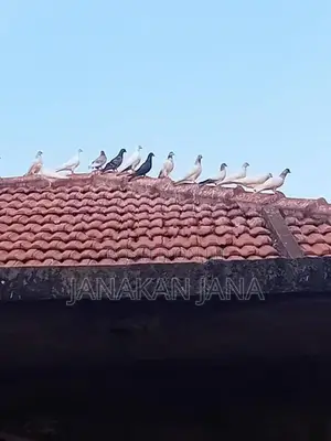 Timing Pigeons